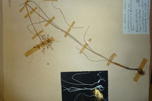 Allium paczoskianum Turz. f. albensfilamentum Ceschm. [holotype SOAXXXXX0505] (c) Agricultural University of Plovdiv — Herbarium (SOA)