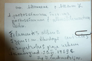 Allium paczoskianum Turz. f. albensfilamentum Ceschm. [holotype SOAXXXXX0505] (2) (c) Agricultural University of Plovdiv — Herbarium (SOA)