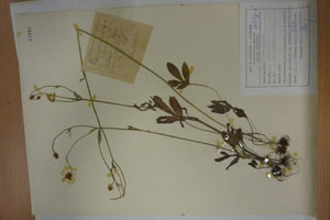 Ranunculus stojanovii Delip. [holotype SOAXXXXX0141] (c) Agricultural University of Plovdiv — Herbarium (SOA)