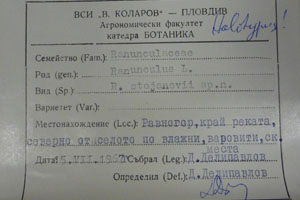 Ranunculus stojanovii Delip. [holotype SOAXXXXX0141] (2) (c) Agricultural University of Plovdiv — Herbarium (SOA)