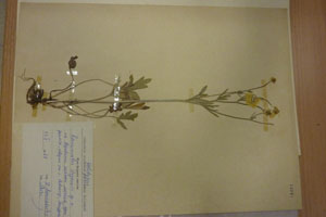 Ranunculus stojanovii Delip. [holotype SOAXXXXX0139] (c) Agricultural University of Plovdiv — Herbarium (SOA)