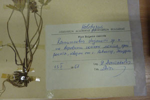 Ranunculus stojanovii Delip. [holotype SOAXXXXX0139] (2) (c) Agricultural University of Plovdiv — Herbarium (SOA)