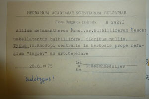 Allium melanantherum Panc. var. bulbiliferum Ceschm. [holotype SOAXXXXX0005] (2) (c) Agricultural University of Plovdiv — Herbarium (SOA)