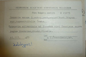Lunaria annua ssp. pachyrhiza (Borb.) Hayek var. oppositifolia Ceschm. [type SOAXXXXX0720] (2) (c) Agricultural University of Plovdiv — Herbarium (SOA)