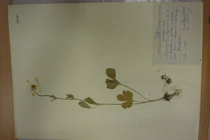 Ranunculus stojanovii Delip. [isotype SOAXXXXX0140] (c) Agricultural University of Plovdiv — Herbarium (SOA)