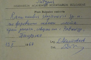 Ranunculus stojanovii Delip. [isotype SOAXXXXX0140] (2) (c) Agricultural University of Plovdiv — Herbarium (SOA)