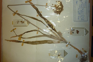 Allium cyrilli Ten. var. albescens Ceschm. [type SOAXXXXX0003] (c) Agricultural University of Plovdiv — Herbarium (SOA)