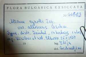 Allium cyrilli Ten. var. albescens Ceschm. [type SOAXXXXX0003] (2) (c) Agricultural University of Plovdiv — Herbarium (SOA)