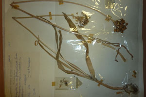 Allium cyrilli Ten. var. flavescens (Acht.) Ceschm. [neotype SOAXXXXX0004] (c) Agricultural University of Plovdiv — Herbarium (SOA)