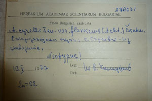 Allium cyrilli Ten. var. flavescens (Acht.) Ceschm. [neotype SOAXXXXX0004] (2) (c) Agricultural University of Plovdiv — Herbarium (SOA)