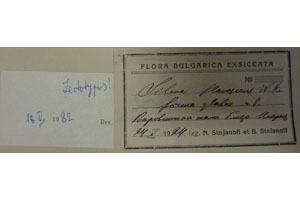 Silene flavescens W.K. f. glabra Stoj. et Stef. [lectotype SOAXXXXX0169] (2) (c) Agricultural University of Plovdiv — Herbarium (SOA)