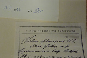 Silene flavescens W.K. f. glabra B.Stef. [lectotype SOAXXXXX0168] (2) (c) Agricultural University of Plovdiv — Herbarium (SOA)