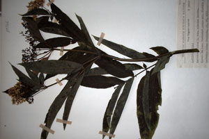 Sambucus ebulus L. ebulus L. var. citrina Ceschm. [holotype SOAXXXXX0147] (c) Agricultural University of Plovdiv — Herbarium (SOA)