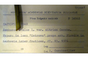 Sambucus ebulus L. ebulus L. var. citrina Ceschm. [holotype SOAXXXXX0147] (2) (c) Agricultural University of Plovdiv — Herbarium (SOA)