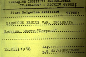 Sambucus ebulus L. ebulus L. var. incarnata [holotype SOAXXXXX0148] (2) (c) Agricultural University of Plovdiv — Herbarium (SOA)