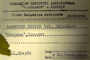 Sambucus ebulus L. ebulus L. var. incarnata [isotype SOAXXXXX0149] (c) Agricultural University of Plovdiv — Herbarium (SOA)