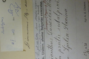 Dianthus urumovianus Stoj. et Stef [lectotype SOAXXXXX0048] (2) (c) Agricultural University of Plovdiv — Herbarium (SOA)