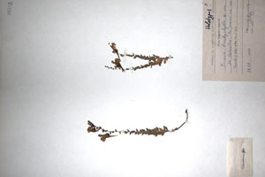 Linaria brachyphylla Delip. [holotype SOAXXXXX0093] (c) Agricultural University of Plovdiv — Herbarium (SOA)