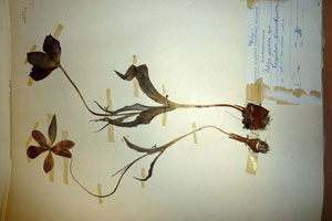 Tulipa pirinica Delip. [holotype SOAXXXXX0191] (c) Agricultural University of Plovdiv — Herbarium (SOA)