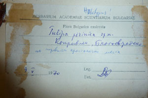 Tulipa pirinica Delip. [holotype SOAXXXXX0191] (2) (c) Agricultural University of Plovdiv — Herbarium (SOA)