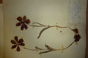 Tulipa pirinica Delip. [isotype SOAXXXXX0194] (c) Agricultural University of Plovdiv — Herbarium (SOA)