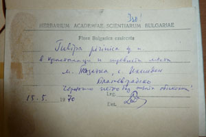 Tulipa pirinica Delip. [isotype SOAXXXXX0194] (2) (c) Agricultural University of Plovdiv — Herbarium (SOA)