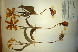 Tulipa aureolina Delip. [isotype SOAXXXXX0186] (c) Agricultural University of Plovdiv — Herbarium (SOA)