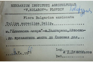 Tulipa aureolina Delip. [isotype SOAXXXXX0186] (2) (c) Agricultural University of Plovdiv — Herbarium (SOA)