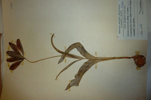 Tulipa aureolina Delip. f. rubra Delip. [isotype SOAXXXXX0189] (c) Agricultural University of Plovdiv — Herbarium (SOA)
