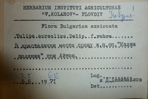 Tulipa aureolina Delip. f. rubra Delip. [isotype SOAXXXXX0189] (2) (c) Agricultural University of Plovdiv — Herbarium (SOA)
