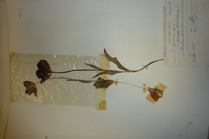 Tulipa pirinica Delip. [isotype SOAXXXXX0192] (c) Agricultural University of Plovdiv — Herbarium (SOA)