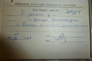 Tulipa pirinica Delip. [isotype SOAXXXXX0192] (2) (c) Agricultural University of Plovdiv — Herbarium (SOA)