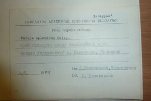 Tulipa splendenss Delip. [isotype SOAXXXXX0199] (2) (c) Agricultural University of Plovdiv — Herbarium (SOA)