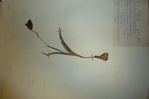 Tulipa pirinica Delip. [isotype SOAXXXXX0193] (c) Agricultural University of Plovdiv — Herbarium (SOA)