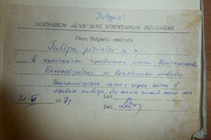 Tulipa pirinica Delip. [isotype SOAXXXXX0193] (2) (c) Agricultural University of Plovdiv — Herbarium (SOA)