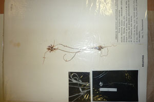 Allium thracicum Halacsy et Gheorghieff ssp. pygmea Ceschm. [holotype SOAXXXXX0015] (c) Agricultural University of Plovdiv — Herbarium (SOA)