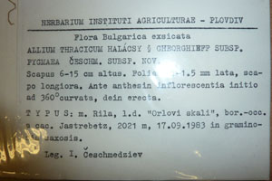 Allium thracicum Halacsy et Gheorghieff ssp. pygmea Ceschm. [holotype SOAXXXXX0015] (2) (c) Agricultural University of Plovdiv — Herbarium (SOA)