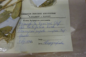 Gypsophila tekirae Stef. var. latifolia Kozh. [type SOAXXXXX0055] (2) (c) Agricultural University of Plovdiv — Herbarium (SOA)
