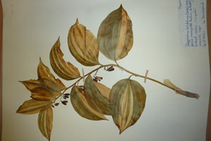 Polygonatum latifolium (Jacq.) Desf. f. variegatum Ceschm. et Delip [holotype SOAXXXXX0133] (c) Agricultural University of Plovdiv — Herbarium (SOA)