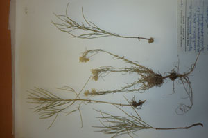 Erysimum diffusum Ehrh. diffusum Ehrh. var. humile Ceschm. et Stoicev [isotype SOAXXXXX0721] (c) Agricultural University of Plovdiv — Herbarium (SOA)