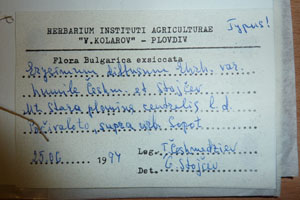 Erysimum diffusum Ehrh. diffusum Ehrh. var. humile Ceschm. et Stoicev [isotype SOAXXXXX0721] (2) (c) Agricultural University of Plovdiv — Herbarium (SOA)