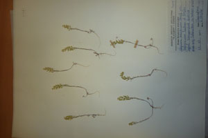Alyssum desertorum Staph. var. bulgaricum Ceschm. & Stojcev [holotype SOAXXXXX0730] (c) Agricultural University of Plovdiv — Herbarium (SOA)