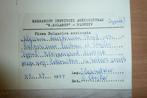 Alyssum desertorum Staph. var. bulgaricum Ceschm. & Stojcev [holotype SOAXXXXX0730] (2) (c) Agricultural University of Plovdiv — Herbarium (SOA)