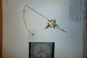 Papaver rhoeas L. var. thracicum Ceschm. & Stojcev [isotype SOAXXXXX0700] (c) Agricultural University of Plovdiv — Herbarium (SOA)