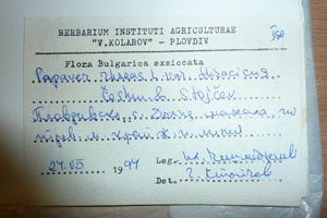 Papaver rhoeas L. var. thracicum Ceschm. & Stojcev [isotype SOAXXXXX0700] (2) (c) Agricultural University of Plovdiv — Herbarium (SOA)