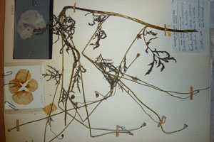Papaver rhoeas L. var. thracicum Ceschm. & Stojcev [isotype SOAXXXXX0701] (c) Agricultural University of Plovdiv — Herbarium (SOA)