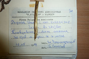Papaver rhoeas L. var. thracicum Ceschm. & Stojcev [isotype SOAXXXXX0701] (2) (c) Agricultural University of Plovdiv — Herbarium (SOA)