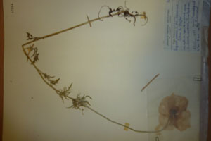 Papaver rhoeas L. var. thracicum Ceschm. & Stojcev [isotype SOAXXXXX0702] (c) Agricultural University of Plovdiv — Herbarium (SOA)