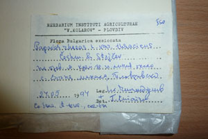 Papaver rhoeas L. var. thracicum Ceschm. & Stojcev [isotype SOAXXXXX0702] (2) (c) Agricultural University of Plovdiv — Herbarium (SOA)