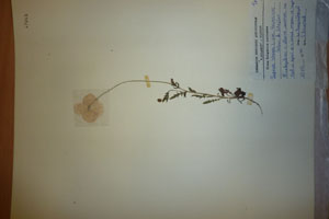Papaver rhoeas L. var. thracicum Ceschm. & Stojcev [isotype SOAXXXXX0703] (c) Agricultural University of Plovdiv — Herbarium (SOA)